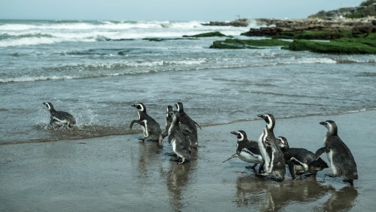 MAR DEL PLATA. Regresaron al mar 10 pingüinos de Magallanes rescatados