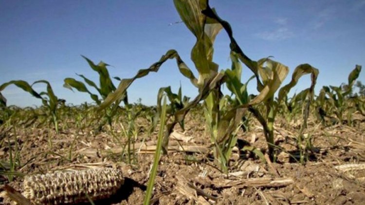 POR LA SEQUÍA PREOCUPA  CORTE DE LA CADENA DE PAGO EN EL SECTOR AGROPECUARIO