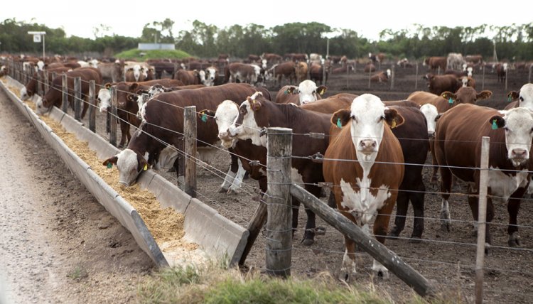 FUERTE RECLAMO DE FEEDLOTEROS