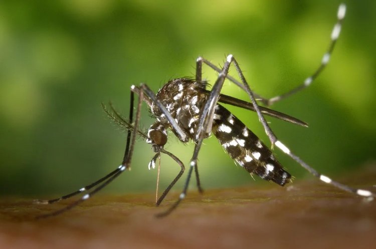 EL BROTE DE DENGUE NO DA TREGUA