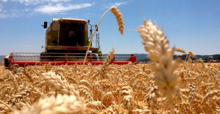 EXPORTACIONES DEL AGRO GENERARON UN 60% DEL INGRESO DE DÓLARES AL PAÍS EN LO QUE VA DEL AÑO