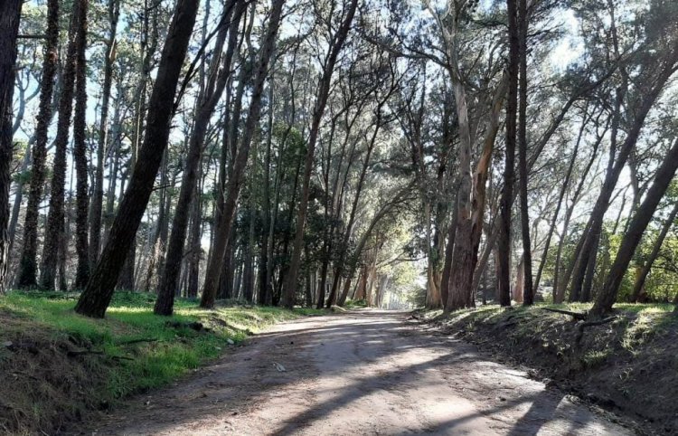 MIRAMAR: CAMBIA  ESTATUS JURÍDICO DEL VIVERO FORESTAL