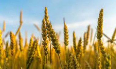 PROYECTAN AUMENTO DE LAS EXPORTACIONES AGROINDUSTRIALES PARA 2025