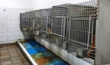 TRASLADARON A SUDÁFRICA A 50 MONOS HALLADOS EN EL SÓTANO DE UN HOSPITAL