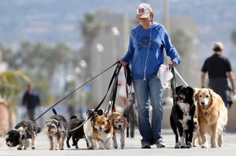 EN QUÉ CIUDAD HABLITAN A PAGAR MULTAS DE TRÁNSITO PASEANDO PERROS?