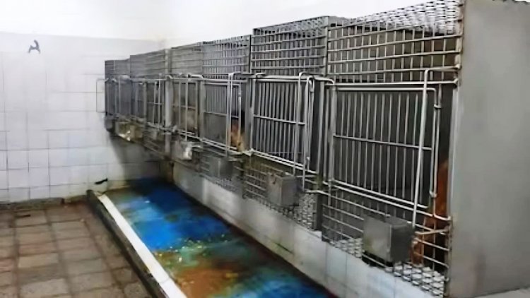 TRASLADARON A SUDÁFRICA A 50 MONOS HALLADOS EN EL SÓTANO DE UN HOSPITAL