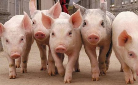 AUMENTAN LAS IMPORTACIONES DE CARNE DE CERDO