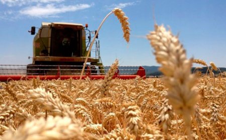 LA PRESIÓN IMPOSITIVA EN LA RENTA AGRÍCOLA ES LA MENOR EN CINCO AÑOS