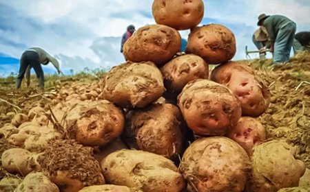 MIRAMAR : ANUNCIAN LA CONSTRUCCIÓN DE UNA PLANTA CEPILLADORA DE PAPA