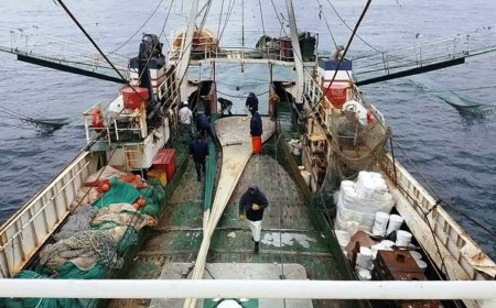 NI LA MERLUZA SE SALVA DEL “CURRO”:  INVESTIGAN  PRESUNTAS IRREGULARIDADES EN SECTOR PESQUERO.