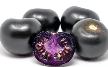 “TOMATE PÚRPURA” ; REVOLUCIÓN GENÉTICA Y NUTRICIONAL