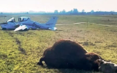 UNA AVIONETA CHOCÓ CONTRA UN TORO AL ATERRIZAR . Los pilotos se salvaron de milagro.