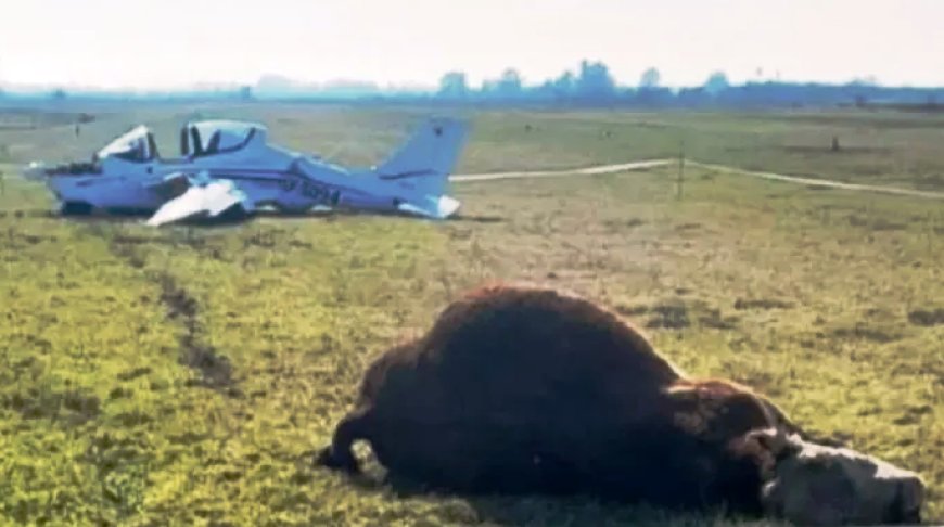UNA AVIONETA CHOCÓ CONTRA UN TORO AL ATERRIZAR . Los pilotos se salvaron de milagro.