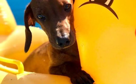 CÓMO FUNCIONA Y CUÁNTO CUESTA  EL HOTEL 5 ESTRELLAS PARA PERRO