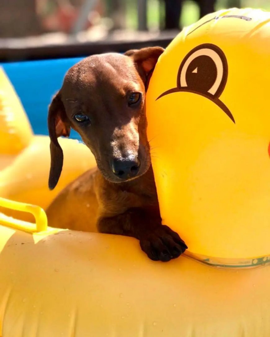 CÓMO FUNCIONA Y CUÁNTO CUESTA  EL HOTEL 5 ESTRELLAS PARA PERRO