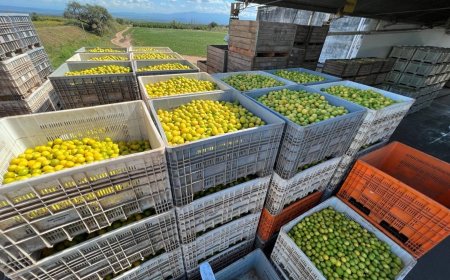 ARGENTINA ES EL PRIMER EXPORTADOR MUNDIAL DE ACEITE DE SOJA, JUGO DE LIMÓN Y MANÍ