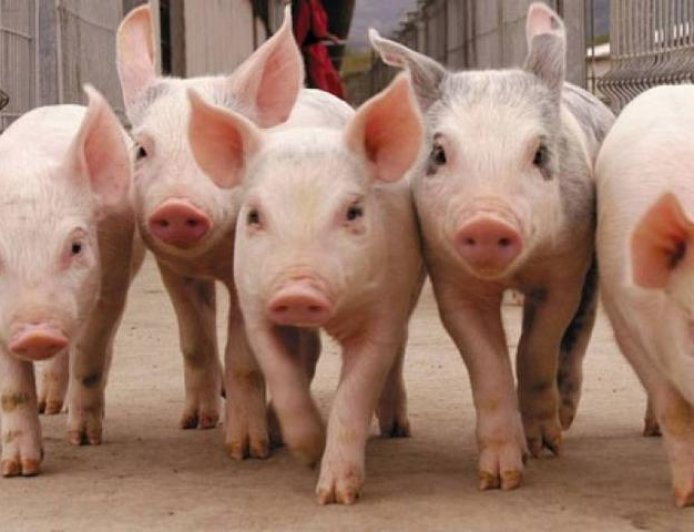 RÉCORD DE FAENA DEL SECTOR PORCINO EN 2025