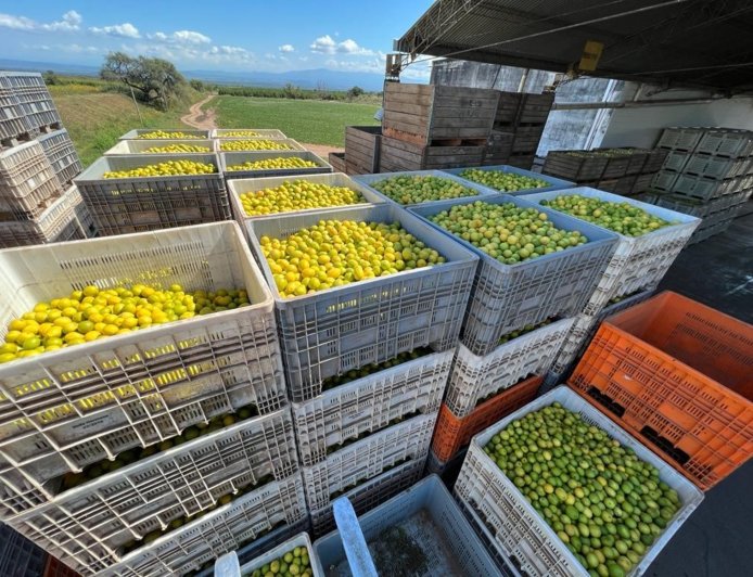 ARGENTINA ES EL PRIMER EXPORTADOR MUNDIAL DE ACEITE DE SOJA, JUGO DE LIMÓN Y MANÍ