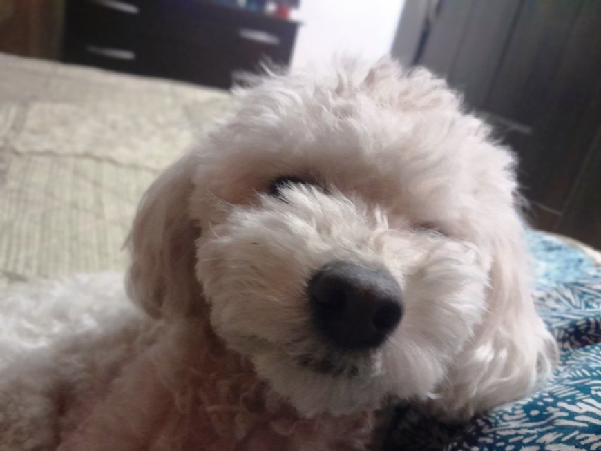 PRESENTARON PETPHONE,  EL DISPOSITIVO QUE  PERMITE A LAS MASCOTAS COMUNICARSE AL CELULAR DE SUS DUEÑOS