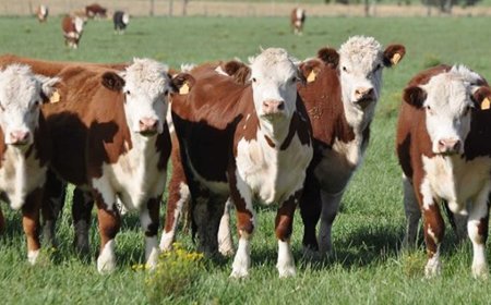 LA GANADERIA  AJUSTA SUS PRECIOS