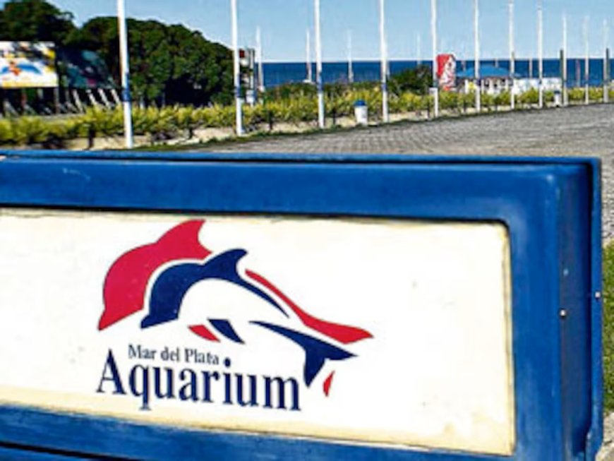 MAR DEL PLATA: TRAS EL COLAPSO,  “AQUARIUM” SALE A VENDER PINQÜINOS