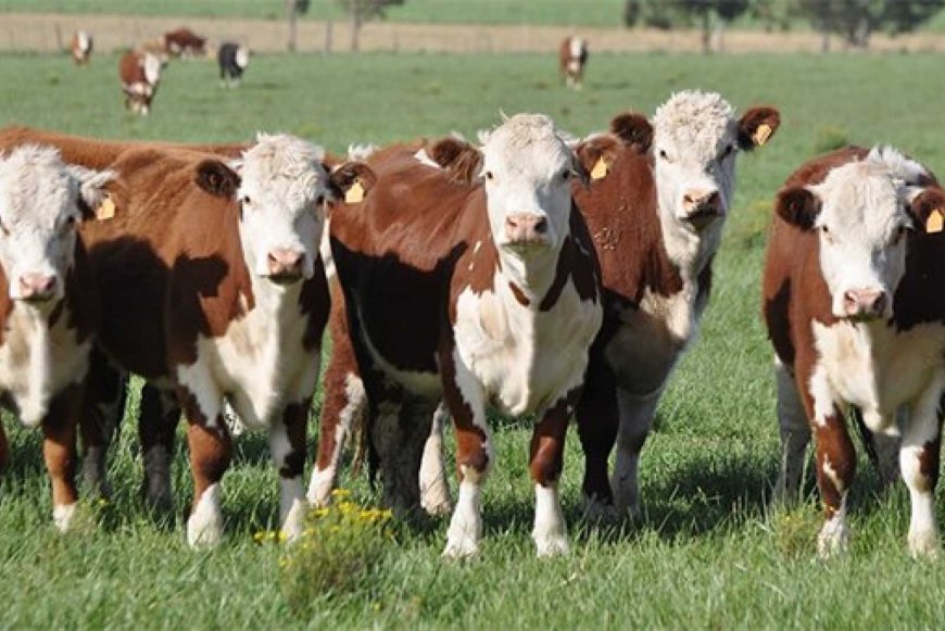 LA GANADERIA  AJUSTA SUS PRECIOS