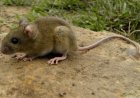 PBA:  PREOCUPA AUMENTO DE CASOS DE HANTAVIRUS FUERA DE TEMPORADA