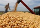 MILEI ANUNCIÓ NUEVA BAJA DE RETENCIONES AL CAMPO. A qué granos alcanza la medida