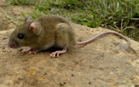 PBA:  PREOCUPA AUMENTO DE CASOS DE HANTAVIRUS FUERA DE TEMPORADA