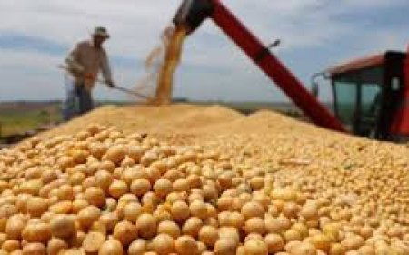 MILEI ANUNCIÓ NUEVA BAJA DE RETENCIONES AL CAMPO. A qué granos alcanza la medida