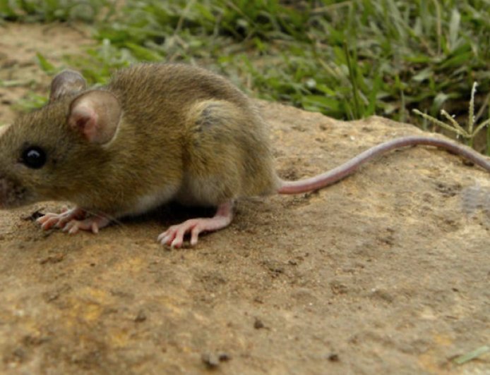PBA:  PREOCUPA AUMENTO DE CASOS DE HANTAVIRUS FUERA DE TEMPORADA
