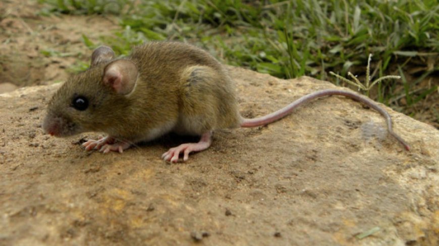 PBA:  PREOCUPA AUMENTO DE CASOS DE HANTAVIRUS FUERA DE TEMPORADA