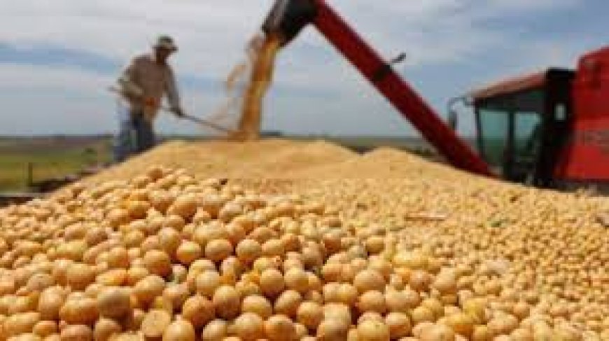 MEJORAN ESTIMACIONES DE PRODUCCIÓN DE SOJA Y MAÍZ
