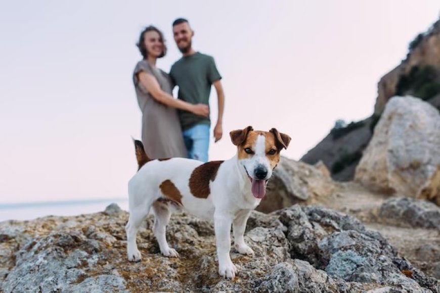 MENOS HIJOS, MÁS MASCOTAS; LA TENDENCIA QUE ANALIZAN LAS PREPAGAS