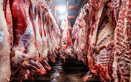 LAS EXPORTACIONES DE CARNE ARGENTINA CRECIERON MÁS DE UN 40% EN EL PRIMER SEMESTRE DEL AÑO.