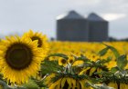 RÉCORD DE EXPORTACIONES DE LA AGROINDUSTRIA