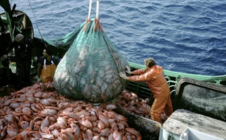 CRECIMIENTO RECORD DEL SECTOR PESQUERO EN JULIO