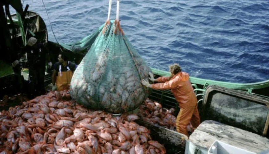 CRECIMIENTO RECORD DEL SECTOR PESQUERO EN JULIO