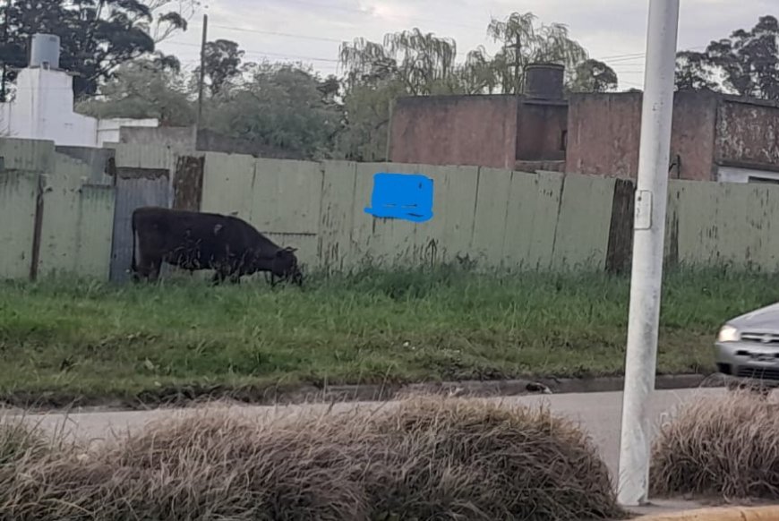 49 INFRACCIONES EN SEIS MESES.  El  balance del Registro de Convivencia de Gral.Alvarado.